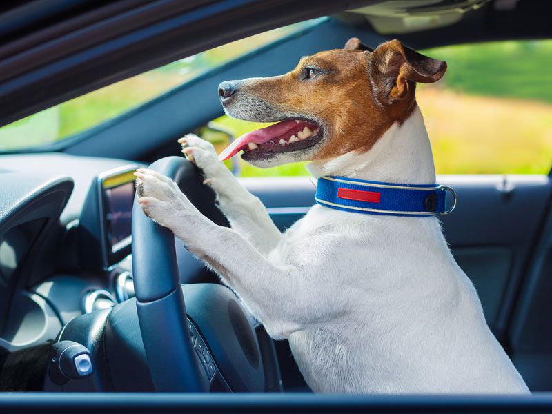 chien-voiture nuit