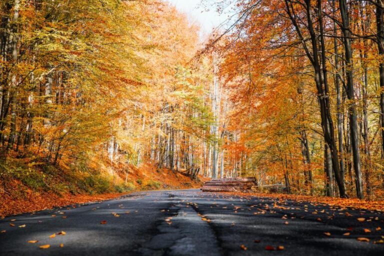 Le danger des feuilles mortes sur la route