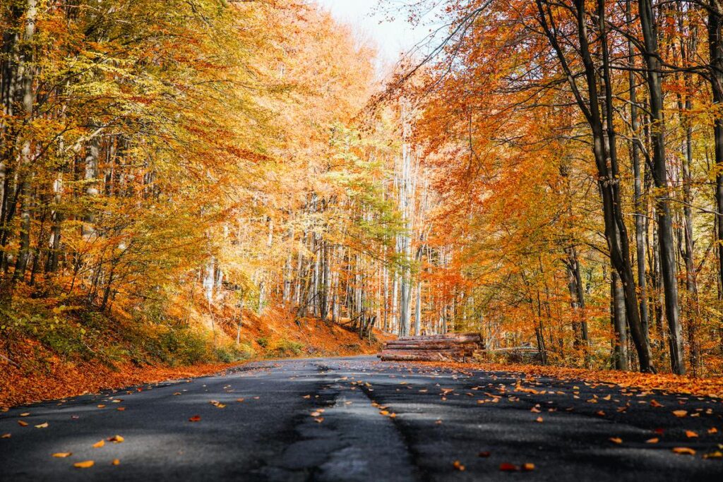 Le danger des feuilles mortes sur la route